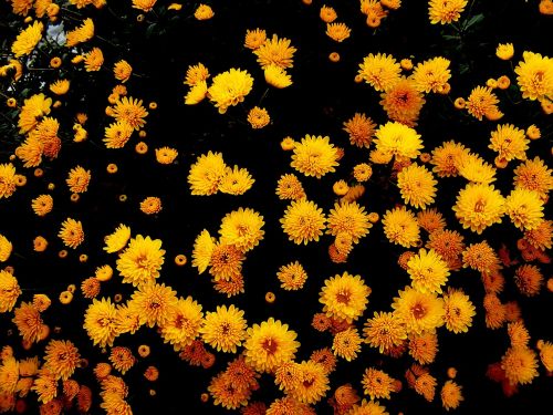 chrysanthemums flowers yellow