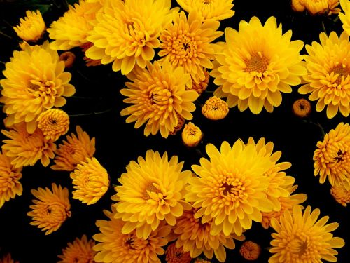 chrysanthemums flowers yellow