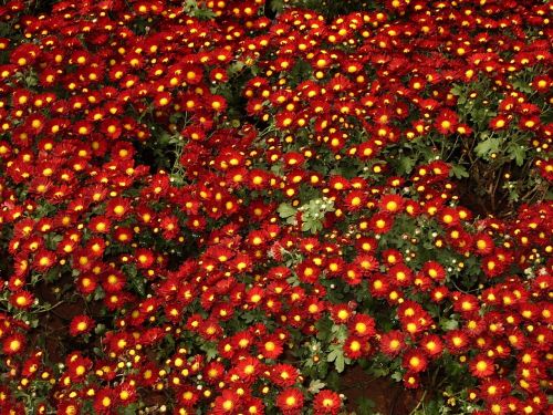 chrysanthemums flowers red