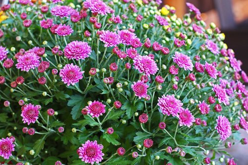 chrysanthemums bush  chrysanthemum  autumn flower