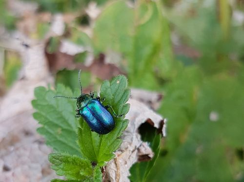 chrysolina coerulans sky-blue leaf beetle beetle