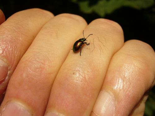 chrysomela varians john's wort blattkäfer beetle
