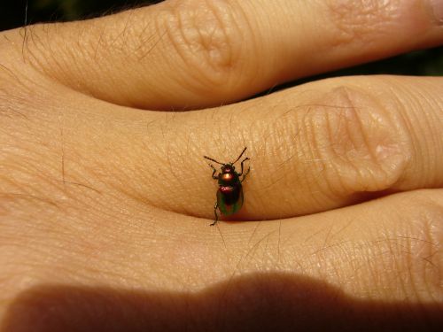 chrysomela varians john's wort blattkäfer beetle