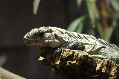 chuckwalla reptile lizard