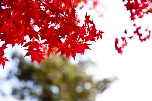 chuncheon nami autumn leaves