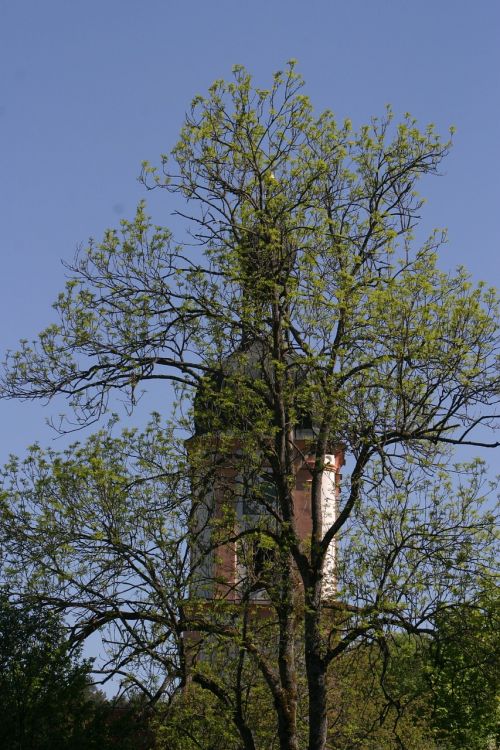 church spring trees