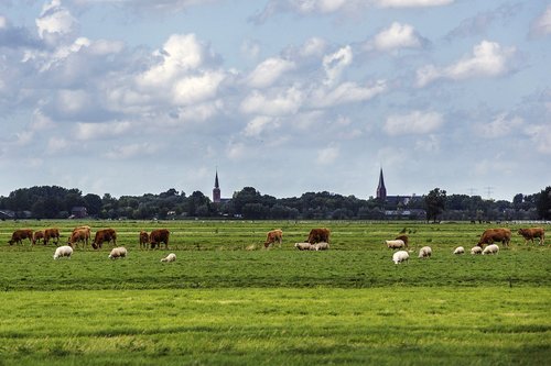 church  landscape  cows