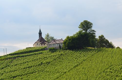 church mountain vineyard