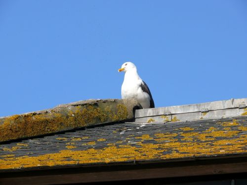 bird roof mont saint michel