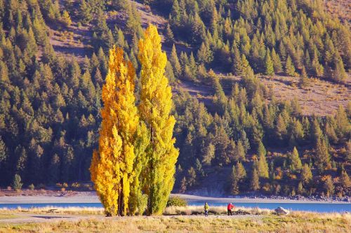 church of the good shepherd lake lake tekapo