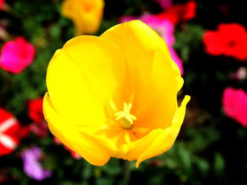 churros script flowers yellow