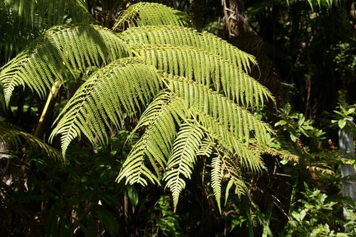 cibotium glaucum hapuu pulu fern