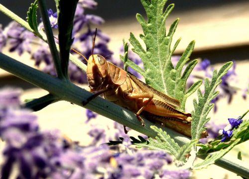 cicada cricket insect