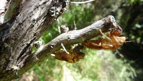 cicada cicadoidea insect