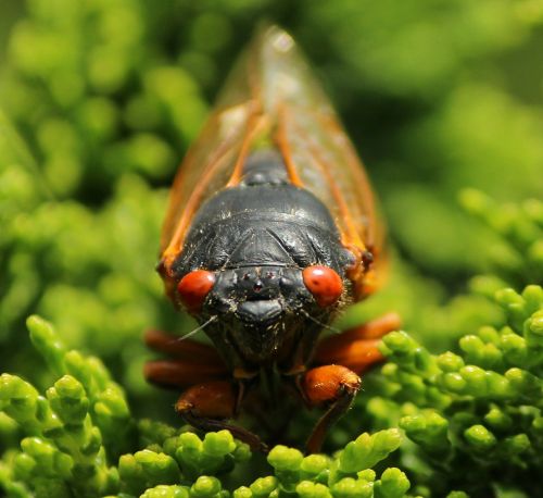 cicada cicadoidea insect