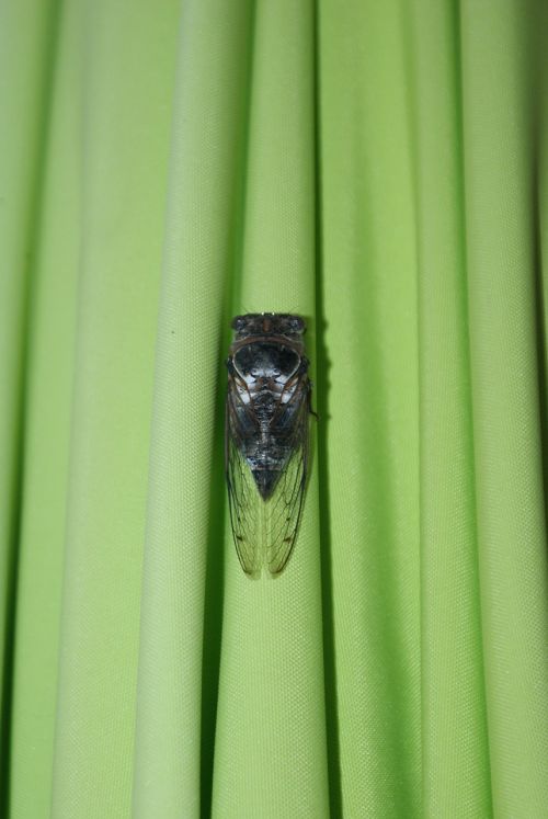 cicada parasol green