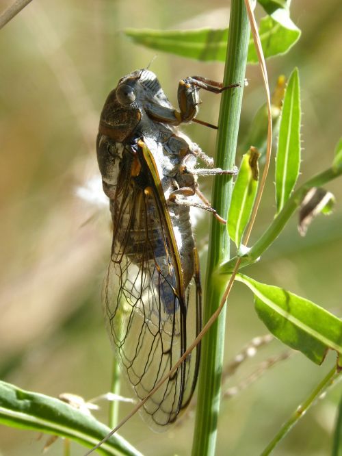 cicada i cicádido crayfish