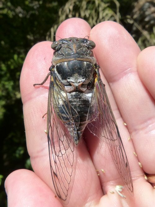 cicada i cicádido crayfish