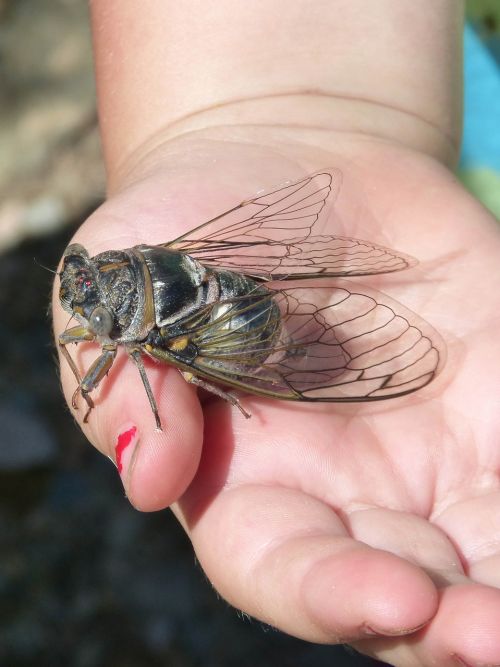 cicada i cicádido crayfish