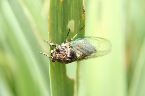 cicada macro garden