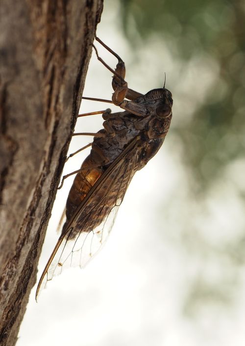 cicada insect close