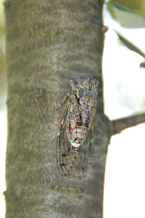 cicada south insect