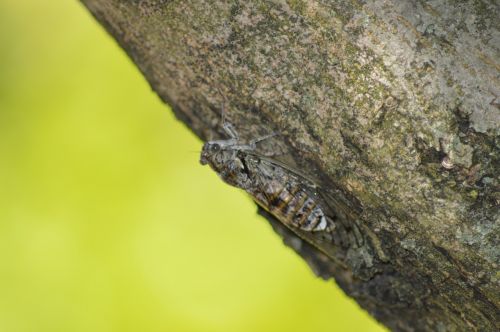 cicada insect nature