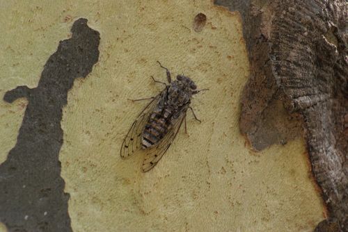 cicada provence insect