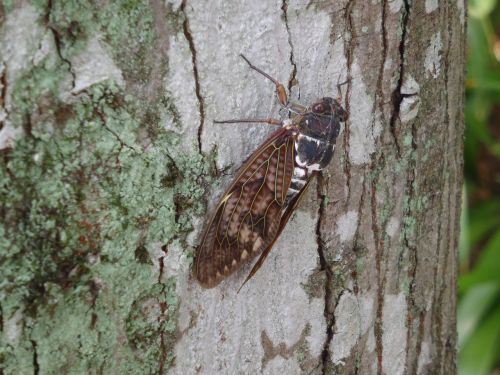 cicada short-lived intense heat