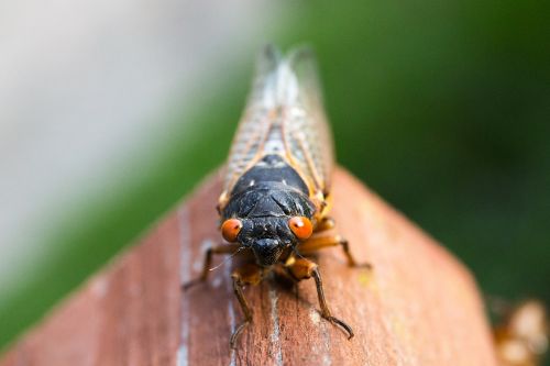 cicada close-up insect