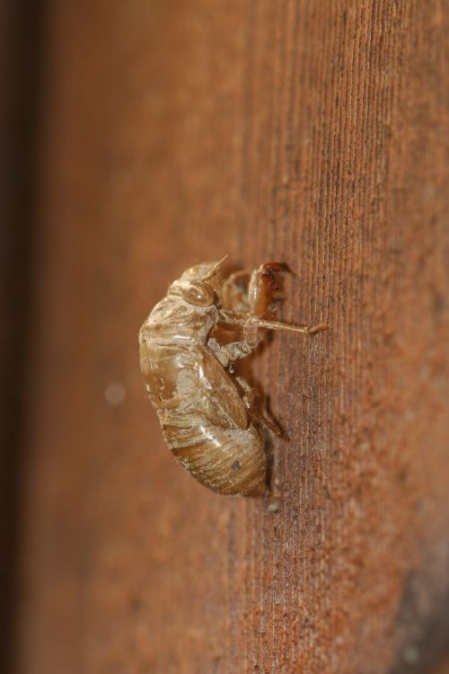 cicada shell insect