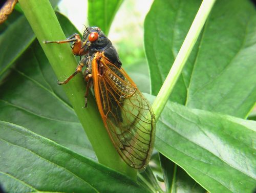 cicada insect bug