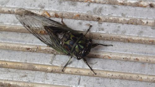cicada bug creepy