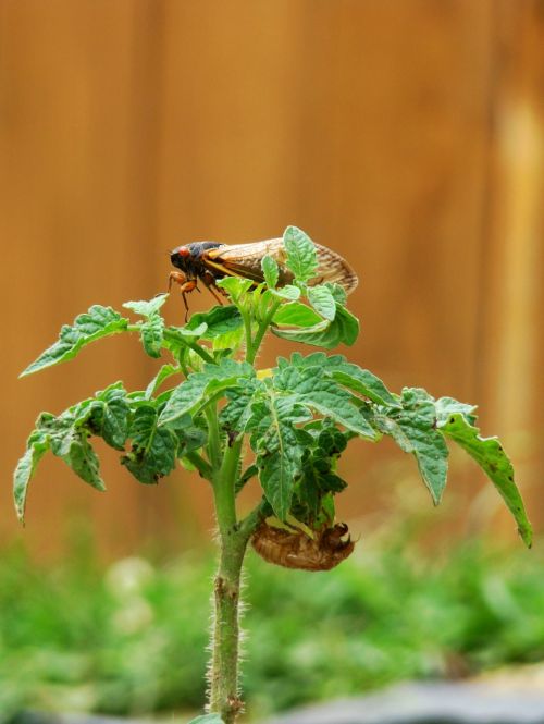 cicada molted tomato plant