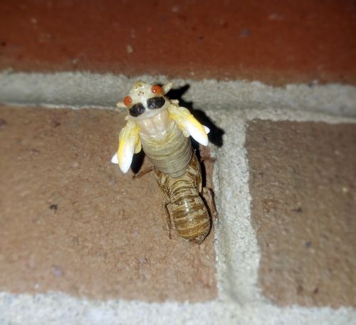 cicada periodical cicadas insect