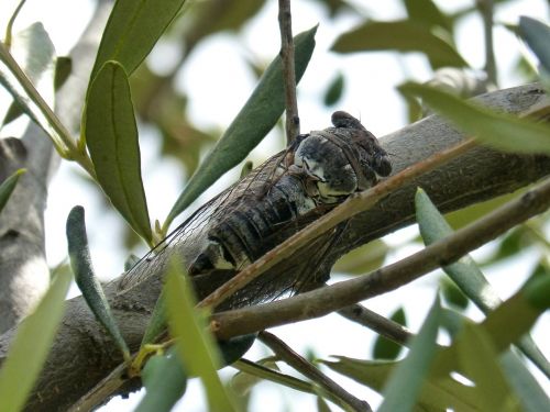 cicada olive i cicálido