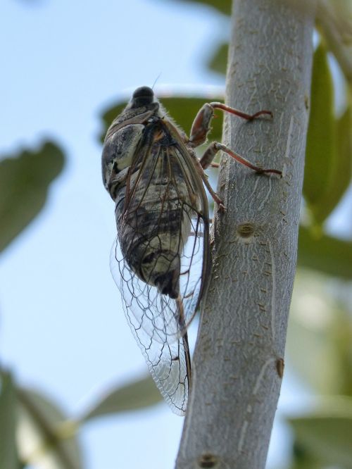 cicada crayfish olive
