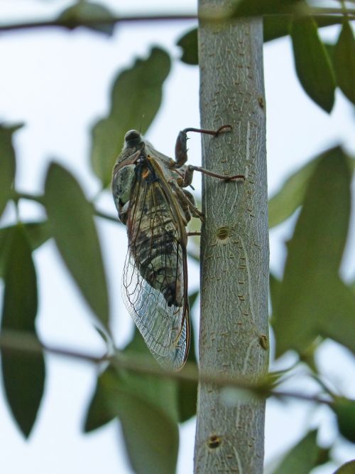 cicada crayfish olive