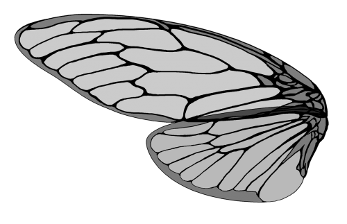 cicada large brown cicada cicada's wings