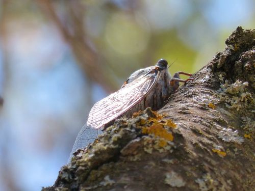 cicada trunk summer cri cri