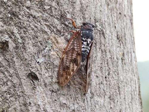 cicada macro insect