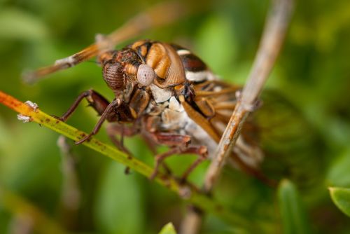 cicada bug insect