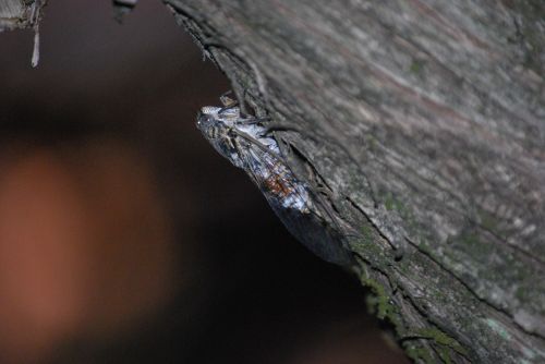 cicada animal insect