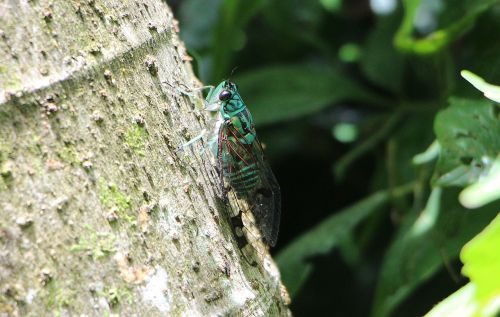 cicada insect green