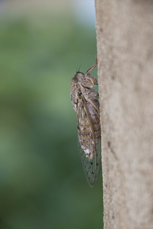 cicada insect nature