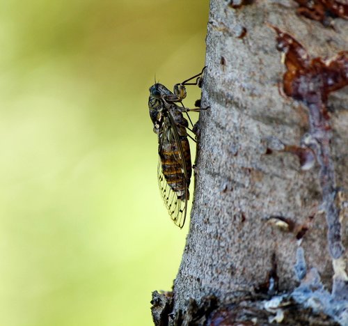 cicada  nature  wings