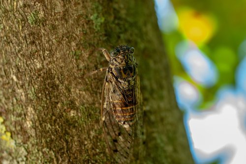 cicada  wing  nature