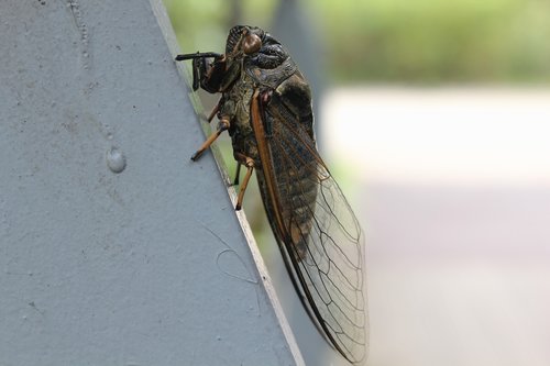 cicada  insects  wing