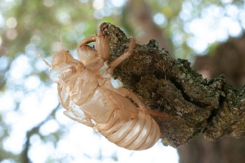 cicada  macro  close up