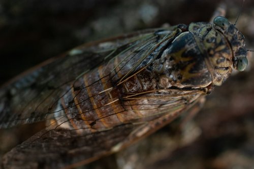 cicada  macro  close up